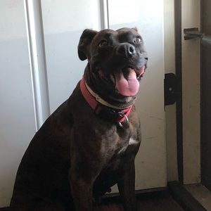 Meet your Posher, Sammy